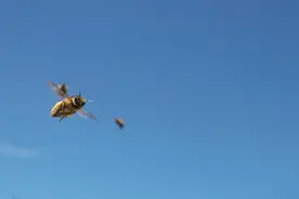 新发现挑战传统观点，熊蜂工蜂并非终生不能交配图片