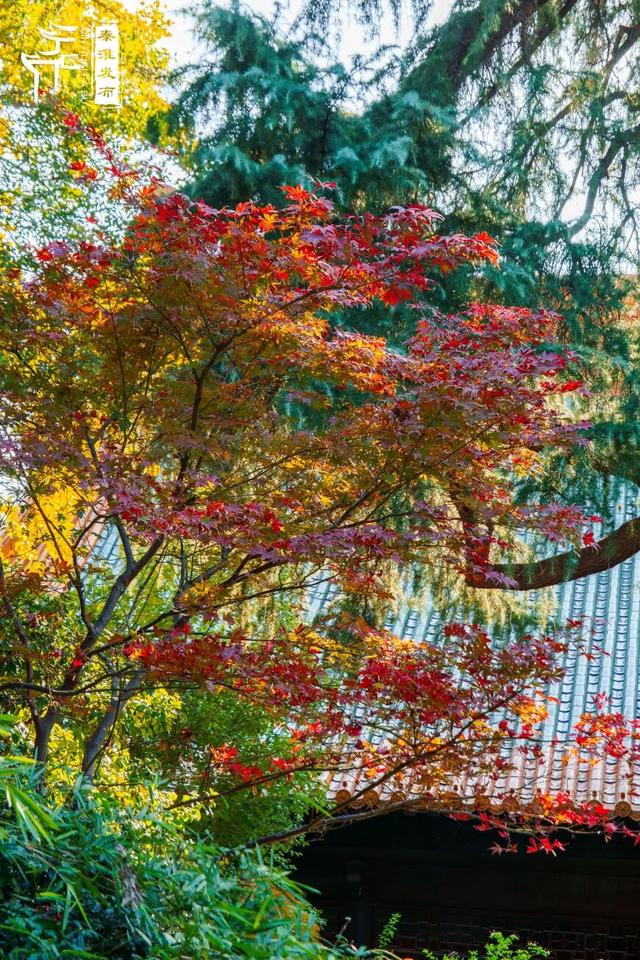 美“枫”了，快来赏！