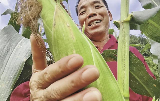 丰收的歌儿！试试看你听过几首？