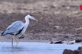 直击现场！实拍江西都昌苍鹭捕鱼瞬间图片