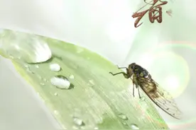 明日小暑！天虽热别贪凉，忌过食冷饮冷食，洗冷水澡图片