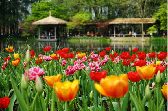 太子湾郁金香开种！新看点剧透，还有宠粉福利：同款种球免费送