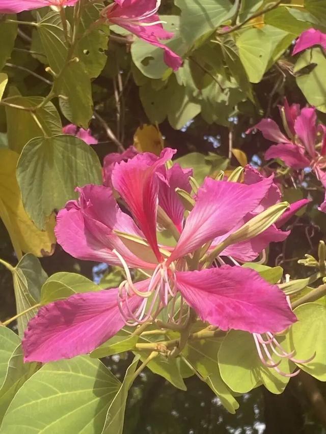 WOW，柳州超多赏秋打卡地，随手出大片！