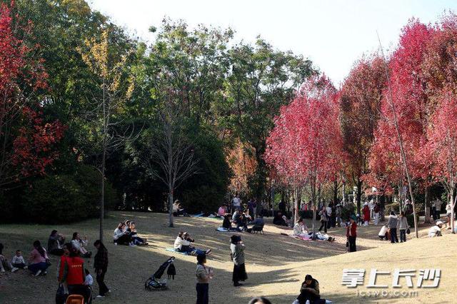 枫叶红了，湖南农大红枫大道成打网红打卡地｜组图