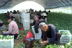 这里的小油菜一年种八茬，一茬亩产5000余斤图片