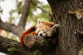 入睡困难不要怕，3个调养方法，消除睡眠焦虑图片