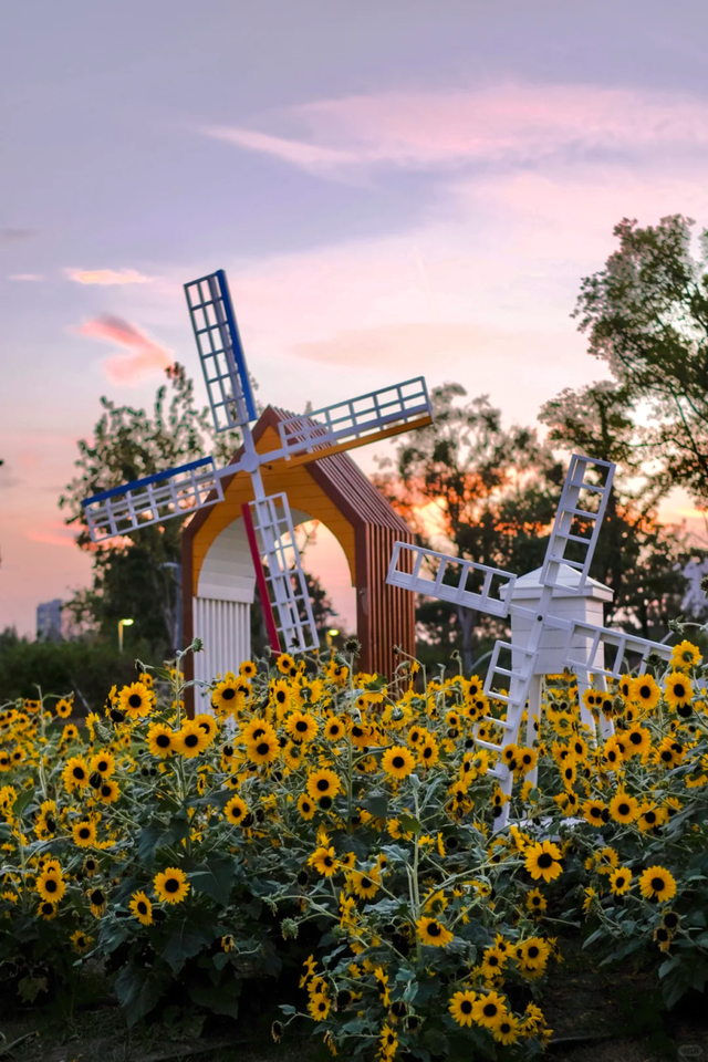 向日葵花海、满园桂花香！上海这个免费公园秋日氛围拉满→