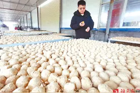 90后青年返乡当起“新农人”图片