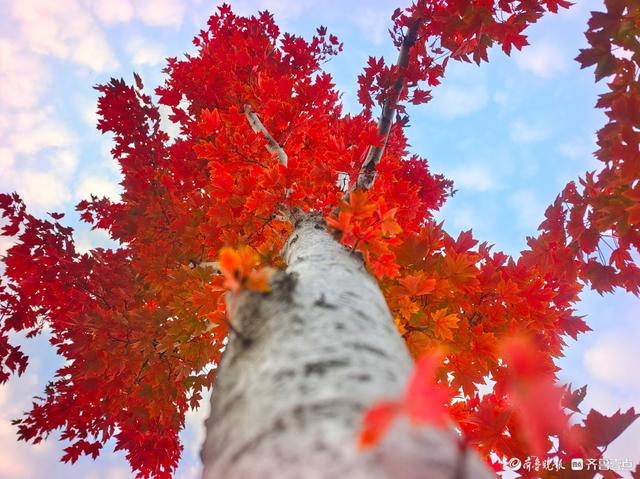 滨河公园枫叶红，多彩秋意景色浓