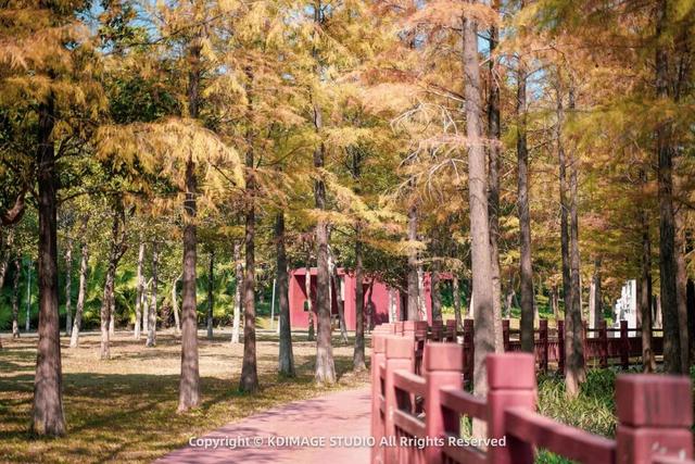 深圳秋日限定：三处落羽杉秘境，邂逅南国绚烂之季