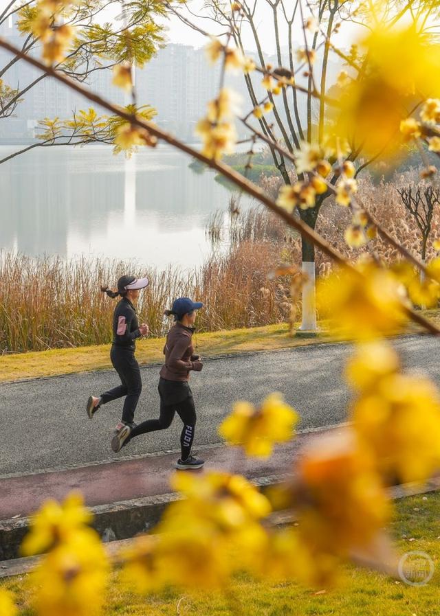 重庆垫江：蜡梅花开扮靓公园景色