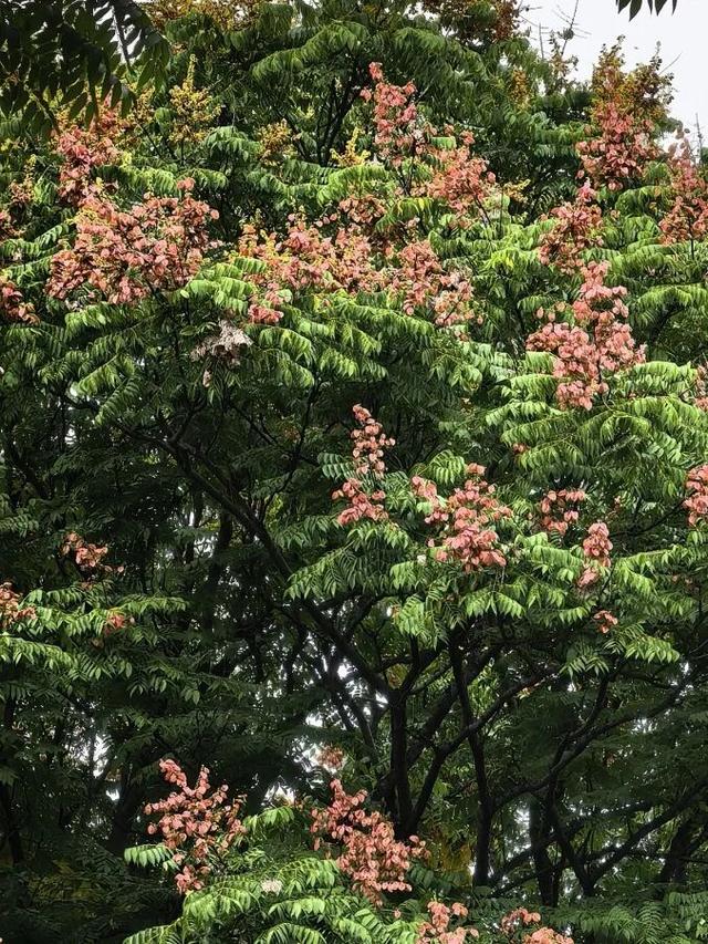 我说“仁寿秋天那么美”，栾树：是的