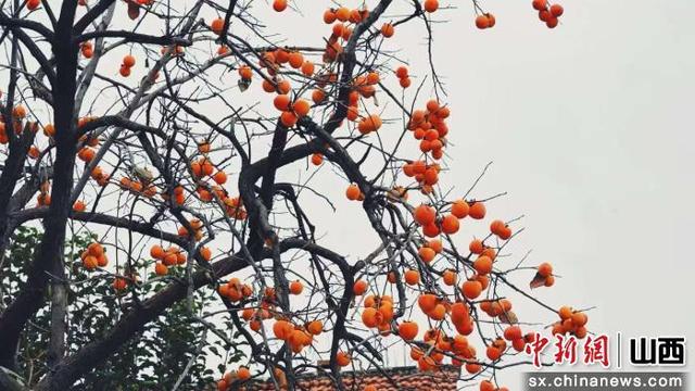 山西交城：“一片海”激活一座村