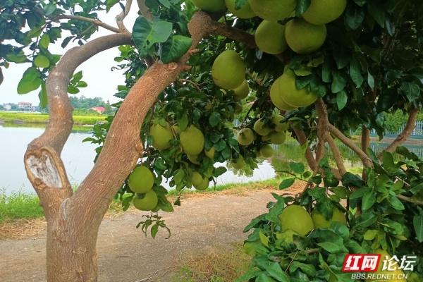 长沙秋日三景：桥、舞、柚里藏尽秋日治愈感
