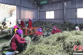 甘肃岷县：农业车间里的女工忙图片
