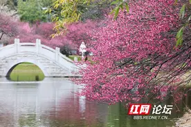 一大波“梅”景图片来袭！我宣布：长沙橘子洲已跑步入春图片