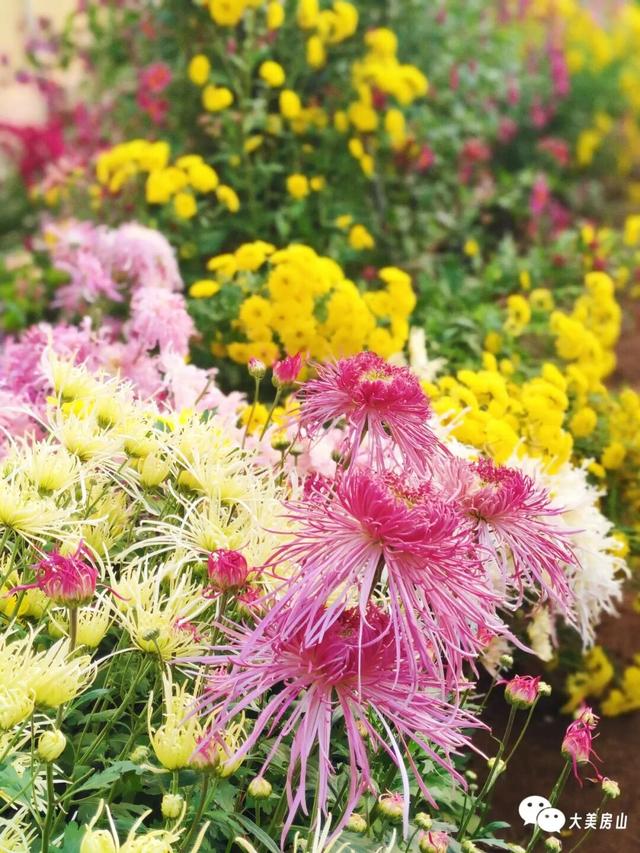 赏菊+品宴+饮酒！初冬的第一份浪漫就藏在北京这里→