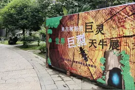 世界上最巨型的甲虫长啥样？在这场展览中邂逅来自树洞的巨灵图片