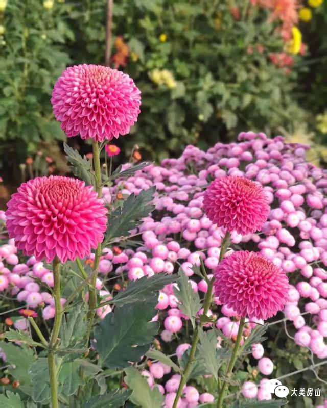 赏菊+品宴+饮酒！初冬的第一份浪漫就藏在北京这里→