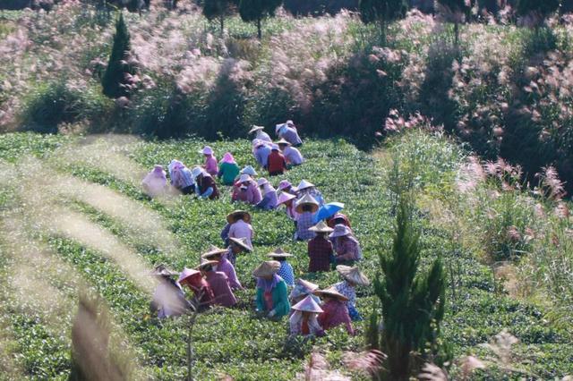 品茶韵、泡温泉、游山水、观非遗 这个长假一起到安溪斗茶去