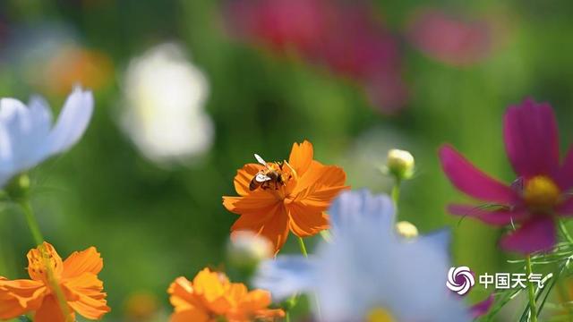 北京奥森公园：一片花海染秋光