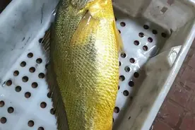 浙江渔民捕获8.7斤野生大黄鱼，卖了68800元图片