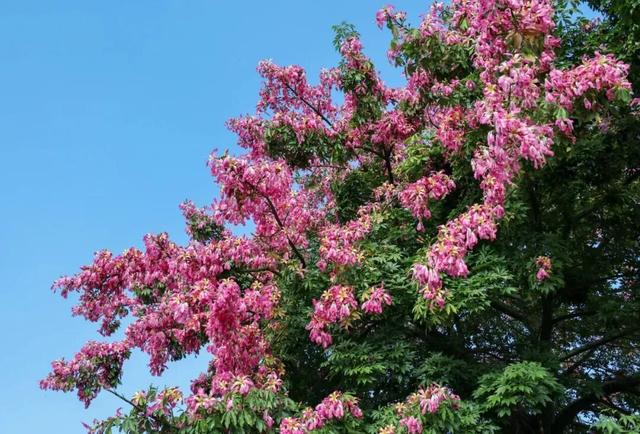 别信秋天萧瑟！凉山的花：我们才是秋天的“显眼包”