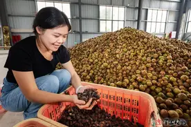 山间小油茶 结出“致富果”！大埔县因地制宜发展油茶产业助农增收致富图片