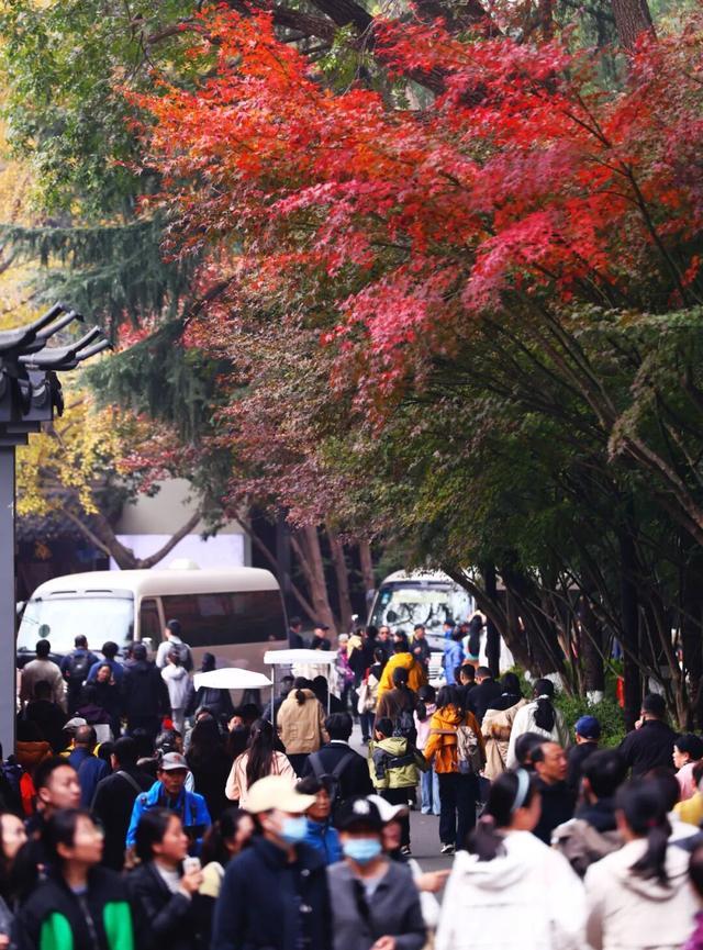 秋日美学暴击！正是赤橙黄绿时~