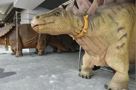 从被调侃的“苏超梗王”到被期待的流量之王：常州何以生变？图片