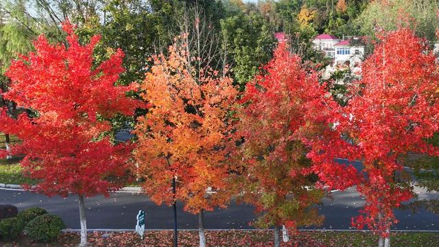 旌德，红黄橙绿白～