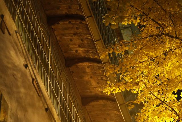 一树金黄一城诗：七星关银杏点亮初冬的温柔