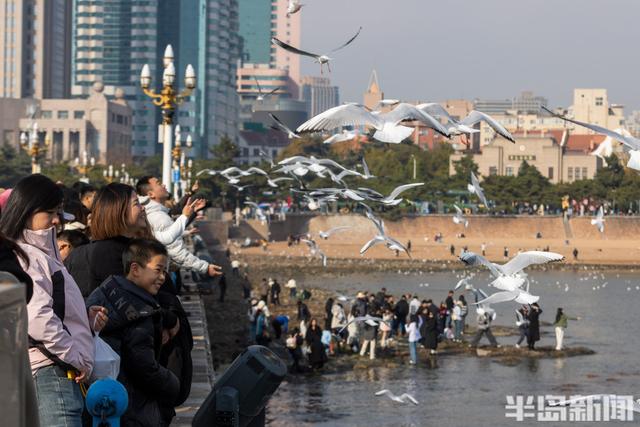 栈桥赏鸥已开始进入最佳观赏期！