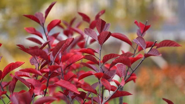 【省媒看永昌】新甘肃 |一叶知秋处 永昌正斑斓