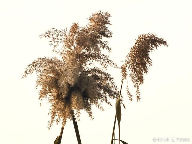 湿地片片芦花开，寒风阵阵景色美
