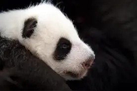 俄罗斯莫斯科动物园熊猫幼崽于6日睁眼图片