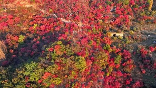 嵩山红叶预告，第一波惊艳正在上线！