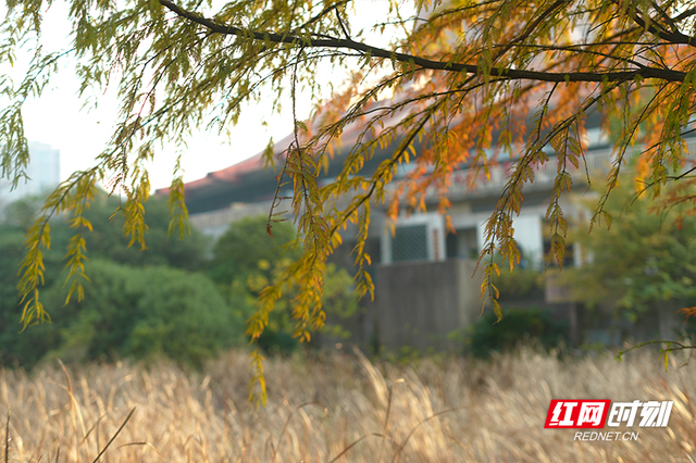 晴暖末班车！株洲神农湖彩叶美景别错过