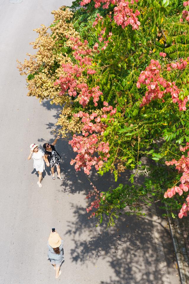 安顺：栾树花开成网红打卡点 秋意渐浓美景如画