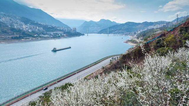 巴东：樱花李花竞相开放