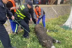 南京“网红”野猪死于呛水！疑似横渡长江的“过江猛猪”图片