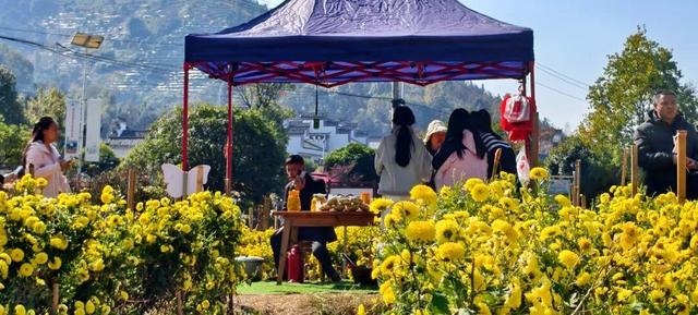 嘿，一起“采菊东篱”，就在这→