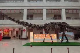 喜讯：大夏巨龙入驻金昌市博物馆——《甘肃古生物化石精品展》布展工程取得阶段性成果图片