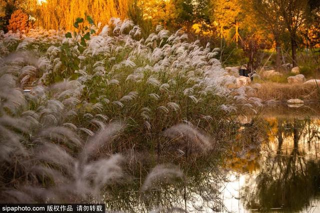 一眼心动！周末邂逅北京芦花漫舞，超有秋日feel~