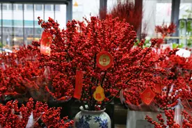 川观探市丨年宵花陆续上市，花界“顶流”今年“跌落神坛”？图片
