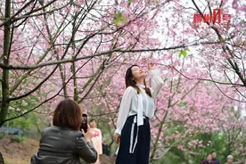花！开！了！3000株霸屏！柳州这片粉色花海好浪漫~赶紧约！图片
