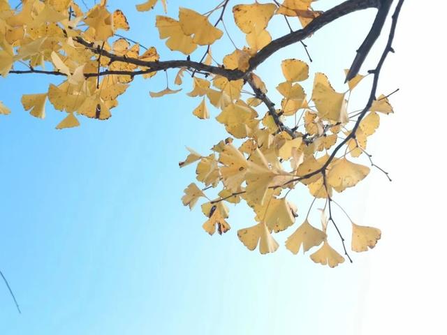 这含“金”量，不摆啦！贵阳的秋天，谁懂？