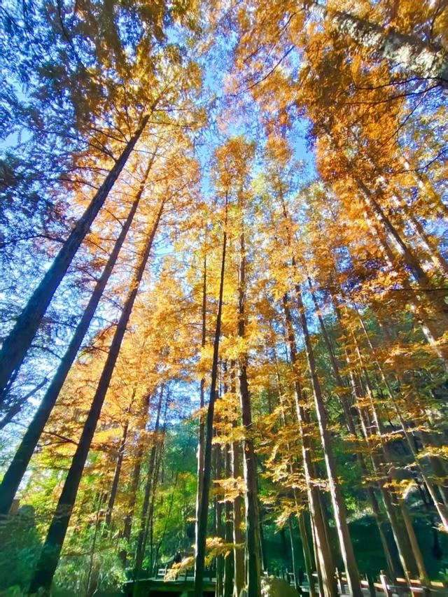银杏抖落金箔，枫叶浸了酒红！国家植物园赏秋最佳时