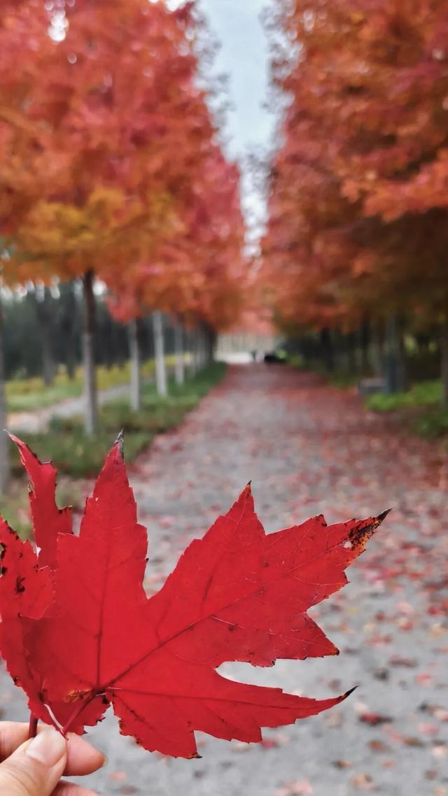 副中心的秋日画板已备好，等你来上色！