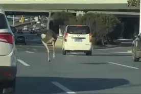 郑州鸵鸟高架奔跑是因“思妻心切”：母鸵鸟首先出逃图片